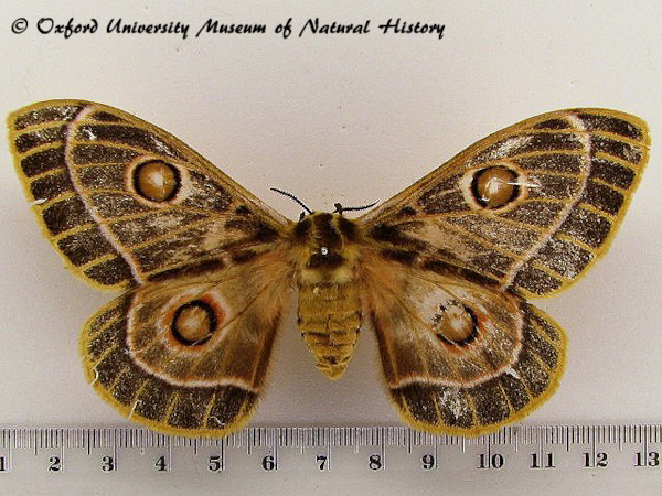 /filer/webapps/moths/media/images/O/oubie_Bunaeopsis_A_OUMNH_03.jpg