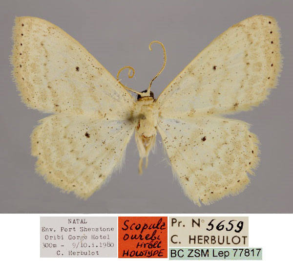 /filer/webapps/moths/media/images/O/ourebi_Scopula_HT_ZSM_01.jpg
