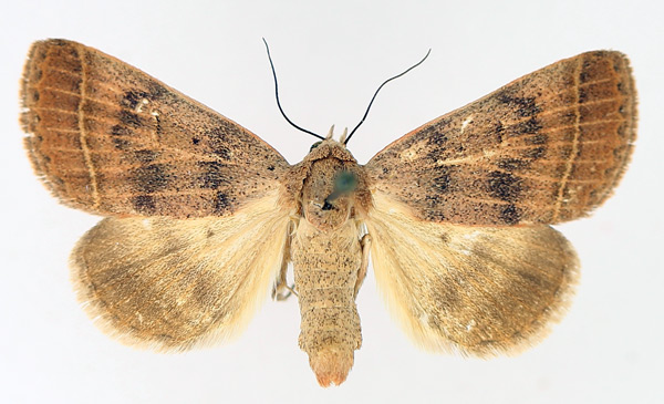 /filer/webapps/moths/media/images/O/ovaliplaga_Plecoptera_AF_TMSA_01.jpg
