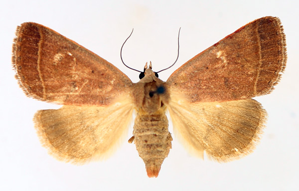 /filer/webapps/moths/media/images/O/ovaliplaga_Plecoptera_AF_TMSA_02.jpg