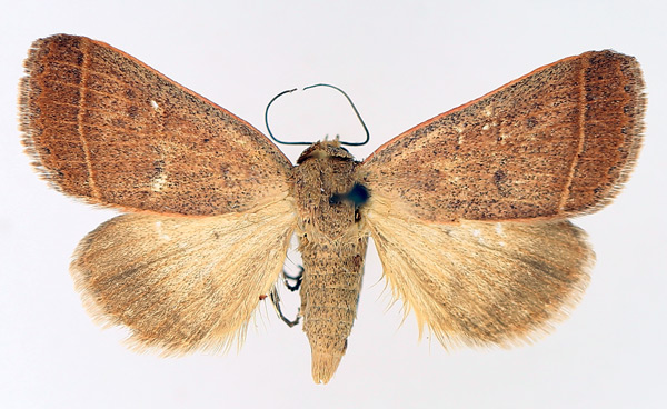 /filer/webapps/moths/media/images/O/ovaliplaga_Plecoptera_AM_TMSA_01.jpg