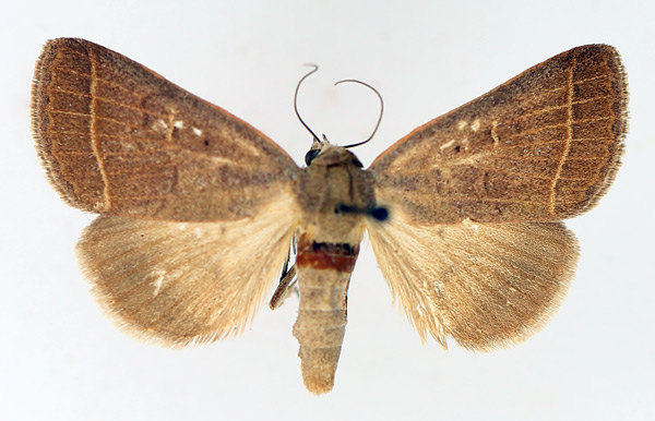 /filer/webapps/moths/media/images/O/ovaliplaga_Plecoptera_AM_TMSA_02.jpg