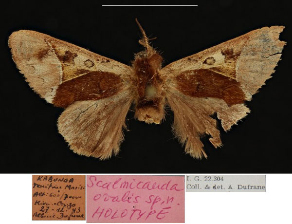 /filer/webapps/moths/media/images/O/ovalis_Scalmicauda_HT_RBINSa.jpg