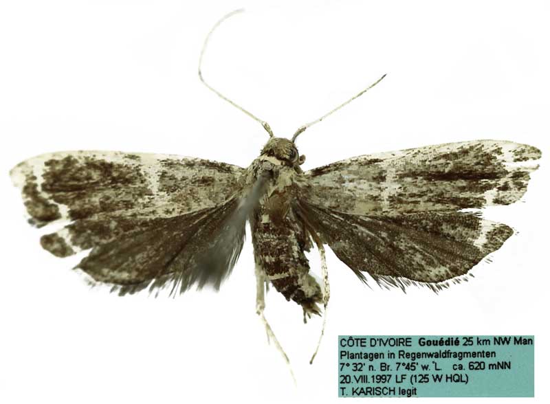 /filer/webapps/moths/media/images/O/ovartiella_Dragmatucha_HT_SDEI.jpg