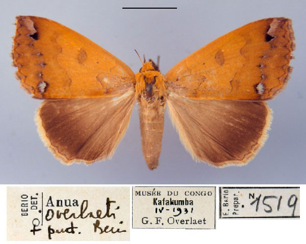/filer/webapps/moths/media/images/O/overlaeti_Anua_PT_MSNM.jpg