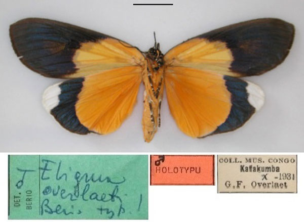 /filer/webapps/moths/media/images/O/overlaeti_Eligma_HT_RMCA_02.jpg