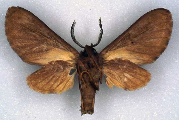/filer/webapps/moths/media/images/O/overlaeti_Hippurarctia_HT_RMCA_02.jpg