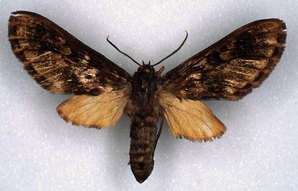/filer/webapps/moths/media/images/O/overlaeti_Hippurarctia_PT_RMCA_01.jpg
