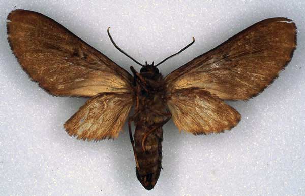 /filer/webapps/moths/media/images/O/overlaeti_Hippurarctia_PT_RMCA_02.jpg
