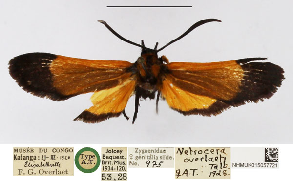/filer/webapps/moths/media/images/O/overlaeti_Netrocera_AT_NHMUK.jpg