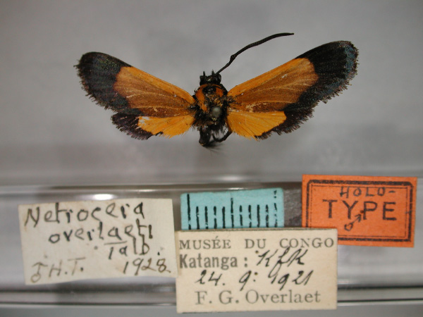 /filer/webapps/moths/media/images/O/overlaeti_Netrocera_A_RMCA_01.jpg