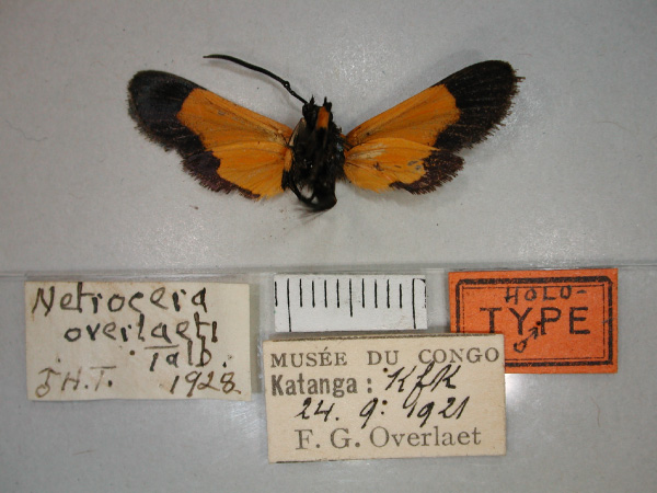 /filer/webapps/moths/media/images/O/overlaeti_Netrocera_A_RMCA_02.jpg
