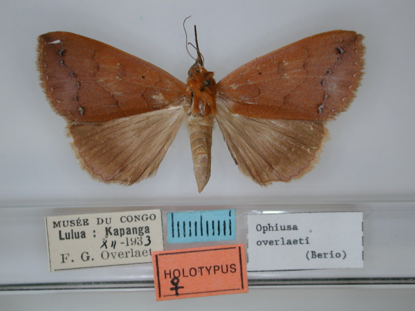 /filer/webapps/moths/media/images/O/overlaeti_Ophiusa_HT_RMCA_01.jpg