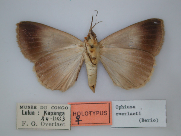 /filer/webapps/moths/media/images/O/overlaeti_Ophiusa_HT_RMCA_02.jpg