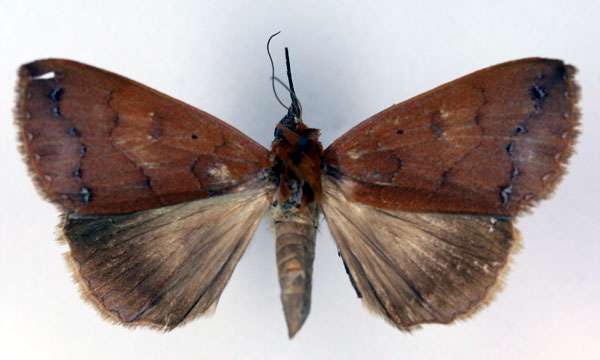 /filer/webapps/moths/media/images/O/overlaeti_Ophiusa_HT_RMCA_03.jpg