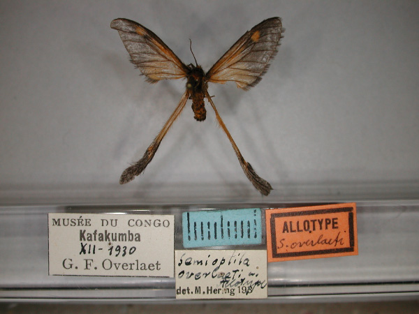 /filer/webapps/moths/media/images/O/overlaeti_Semioptila_AT_RMCA_01.jpg