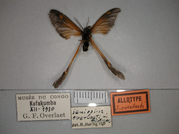 /filer/webapps/moths/media/images/O/overlaeti_Semioptila_AT_RMCA_02.jpg