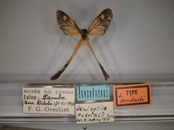 /filer/webapps/moths/media/images/O/overlaeti_Semioptila_HT_RMCA_01.jpg