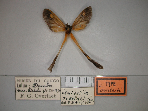 /filer/webapps/moths/media/images/O/overlaeti_Semioptila_HT_RMCA_02.jpg