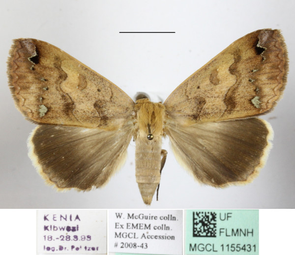 /filer/webapps/moths/media/images/O/overlaeti_Stenopis_A_MGCLa_01.JPG