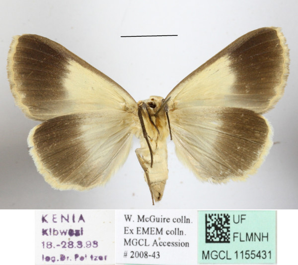 /filer/webapps/moths/media/images/O/overlaeti_Stenopis_A_MGCLb_01.JPG