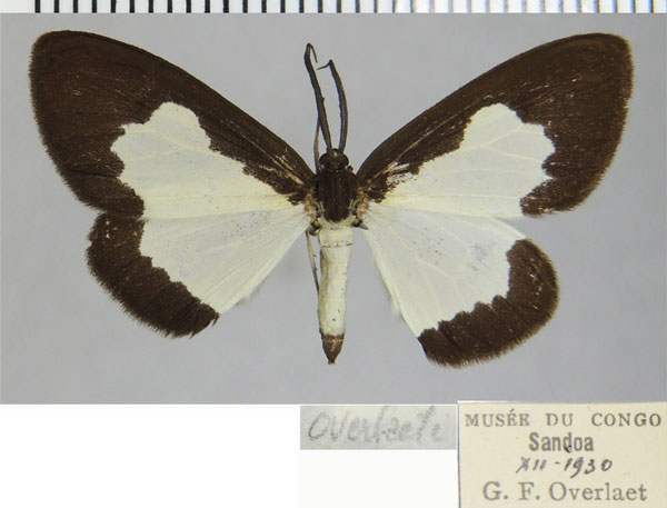 /filer/webapps/moths/media/images/O/overlaeti_Terina_AM_ZSMa.jpg