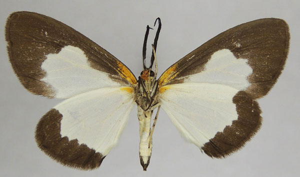 /filer/webapps/moths/media/images/O/overlaeti_Terina_AM_ZSMb.jpg