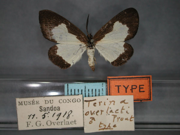 /filer/webapps/moths/media/images/O/overlaeti_Terina_HT_RMCA_01.jpg