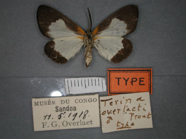 /filer/webapps/moths/media/images/O/overlaeti_Terina_HT_RMCA_02.jpg