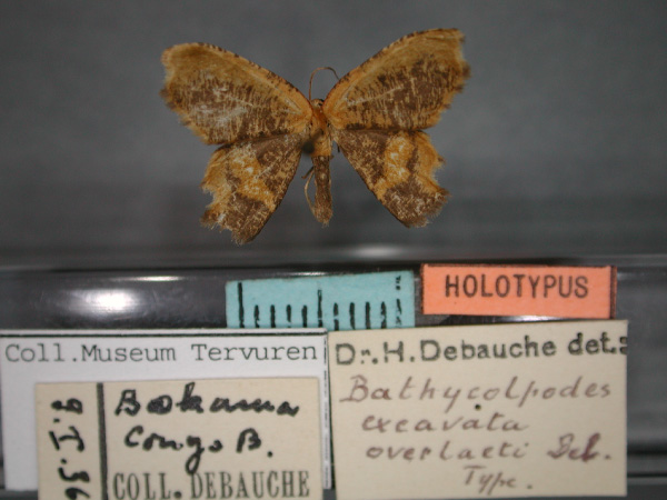 /filer/webapps/moths/media/images/O/overlaeti_excavata_Bathycolpodes_HT_RMCA.jpg