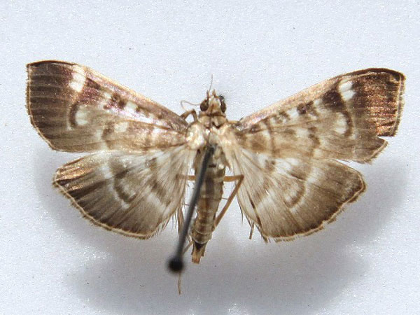 /filer/webapps/moths/media/images/O/ovialis_Syllepte_A_Goff_01.jpg