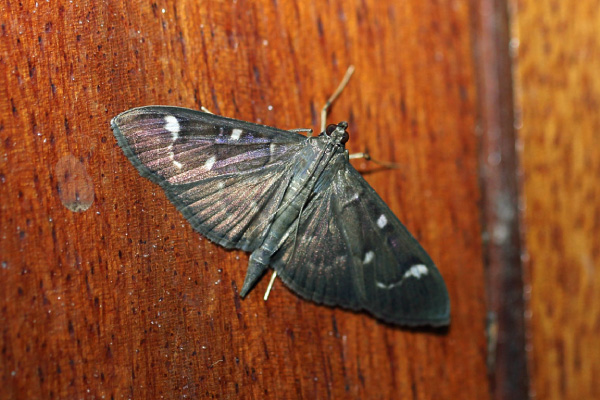/filer/webapps/moths/media/images/O/ovialis_Syllepte_A_Voaden.jpg