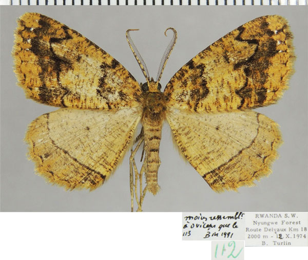 /filer/webapps/moths/media/images/O/oviceps_Menophra_AM_ZSMa.jpg