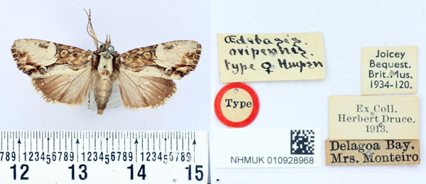 /filer/webapps/moths/media/images/O/ovipennis_Oedebasis_AT_BMNH.jpg
