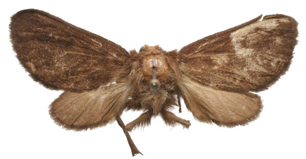 /filer/webapps/moths/media/images/O/owamboensis_Owambarctia_PT_RMCA.jpg