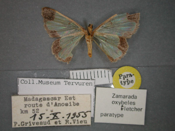 /filer/webapps/moths/media/images/O/oxybeles_Zamarada_PT_RMCA_02.jpg