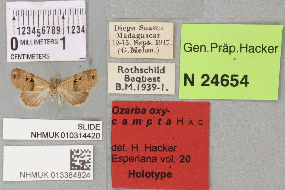 /filer/webapps/moths/media/images/O/oxycampta_Ozarba_HT_BMNHa.jpg