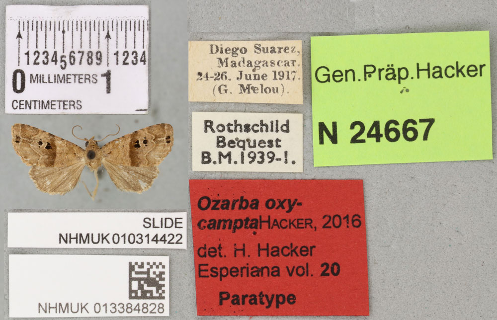 /filer/webapps/moths/media/images/O/oxycampta_Ozarba_PTF_BMNH_02a.jpg