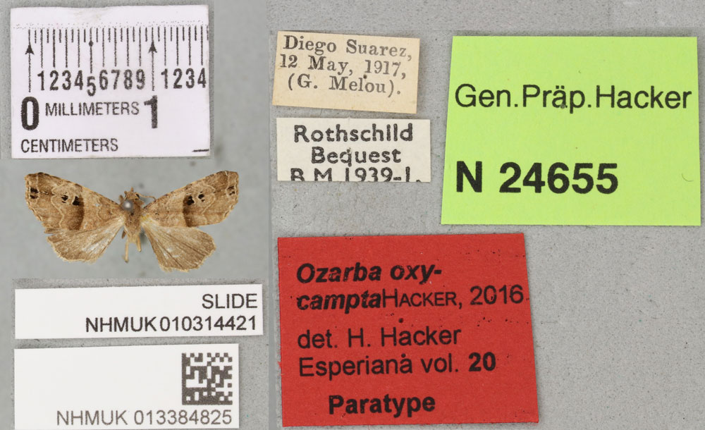 /filer/webapps/moths/media/images/O/oxycampta_Ozarba_PTM_BMNH_01a.jpg