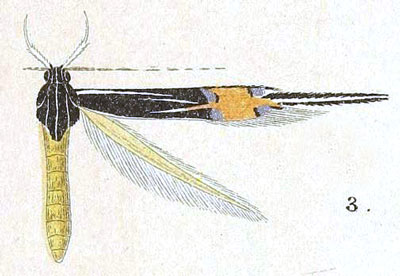 /filer/webapps/moths/media/images/O/oxyglossa_Cosmopterix_HT_Meyrick_6-3.jpg