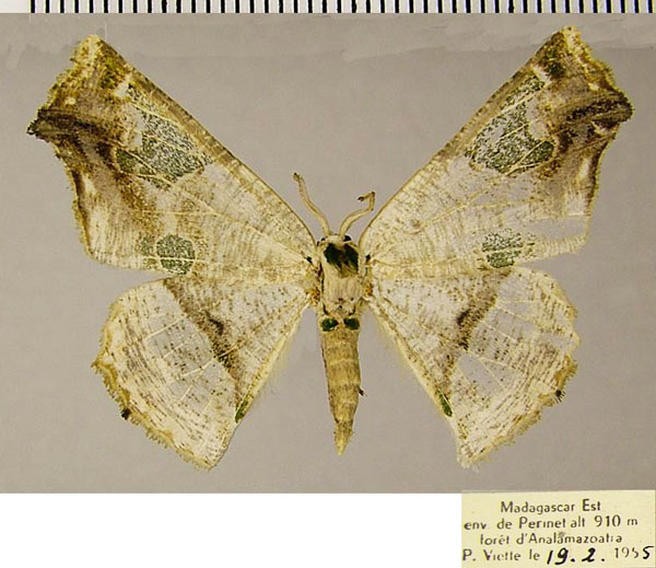 /filer/webapps/moths/media/images/O/oxygonia_Leptocolpia_AF_ZSM.jpg