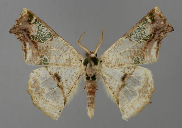 /filer/webapps/moths/media/images/O/oxygonia_Leptocolpia_A_ZSM_01.jpg