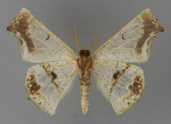 /filer/webapps/moths/media/images/O/oxygonia_Leptocolpia_A_ZSM_02.jpg