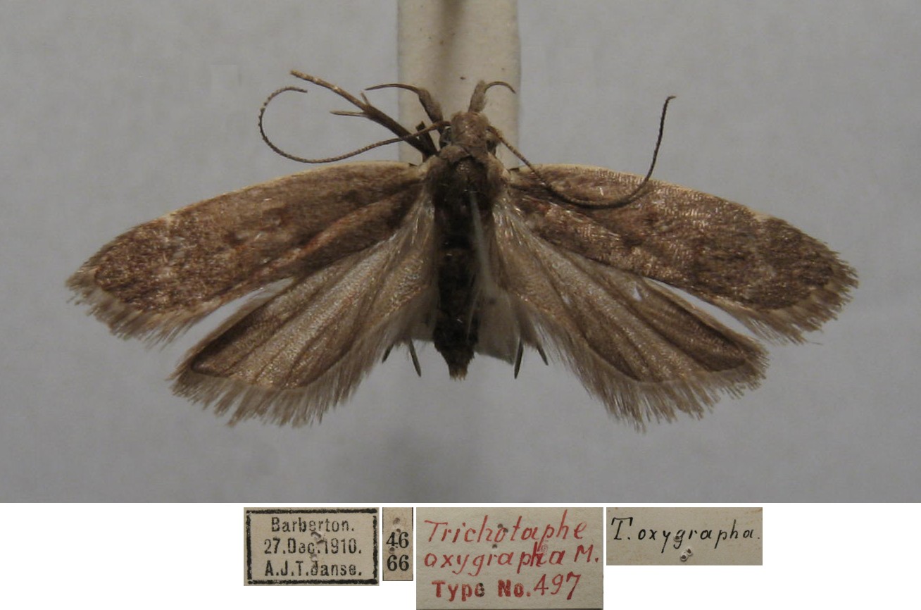 /filer/webapps/moths/media/images/O/oxygrapha_Trichotaphe_FST_TMSA.jpg