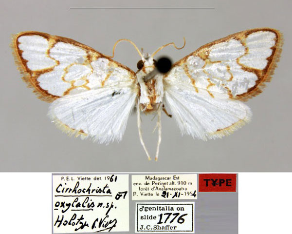 /filer/webapps/moths/media/images/O/oxylalis_Cirrochrista_HT_MNHN.jpg