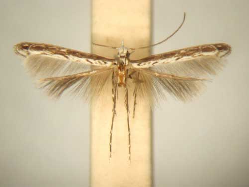 /filer/webapps/moths/media/images/O/oxyloga_Diphtheroptila_MT_TMSA6065.jpg