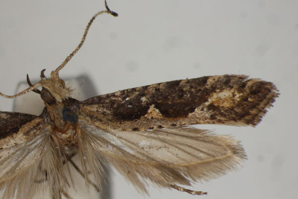 /filer/webapps/moths/media/images/O/oxylopha_Plutella_HT_BMNH.jpg