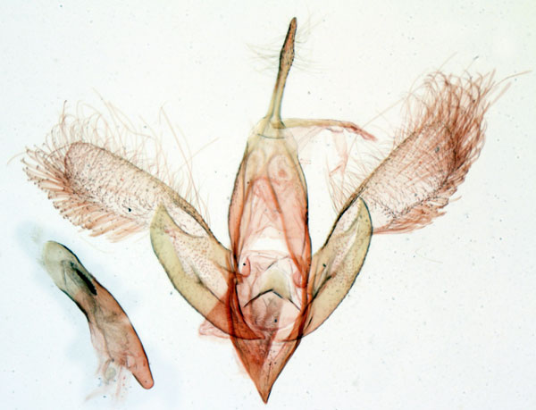 /filer/webapps/moths/media/images/O/oxymoralis_Hormisa_GMHT_MNHN_3004.jpg