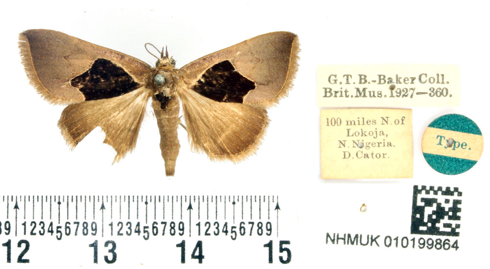 /filer/webapps/moths/media/images/O/oxyprora_Baniana_HT_BMNH.jpg