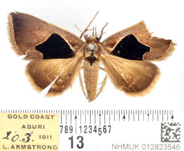 /filer/webapps/moths/media/images/O/oxyprora_Fodina_AF_BMNH.jpg